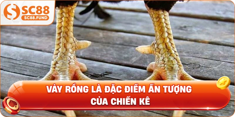 Vảy rồng là đặc điểm ấn tượng của chiến kê
